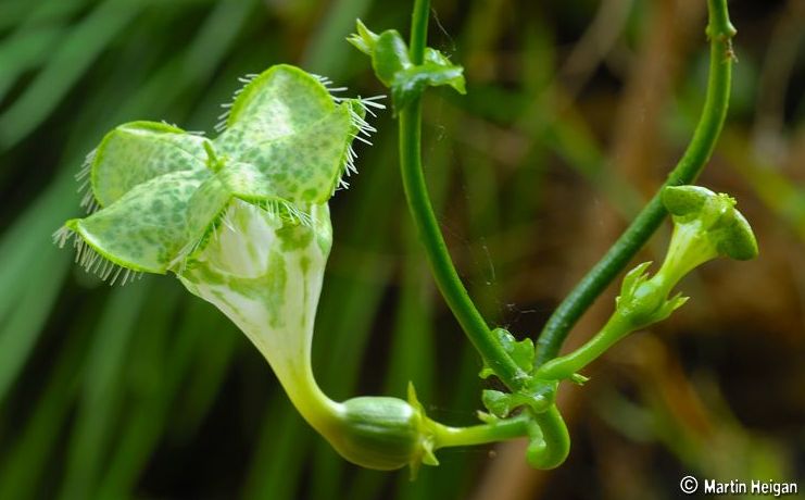 Ceropegia sandersonii store